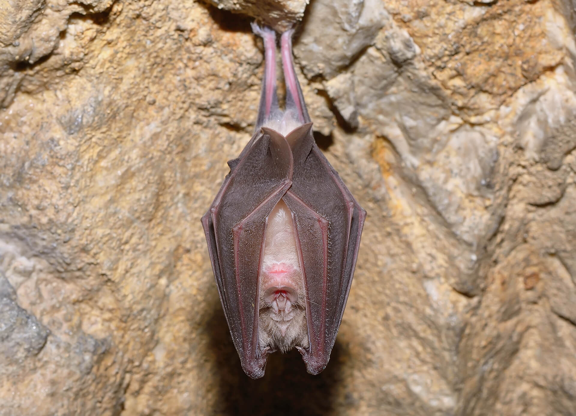 Νυχτερίδα Rhinolophus ferrumequinum