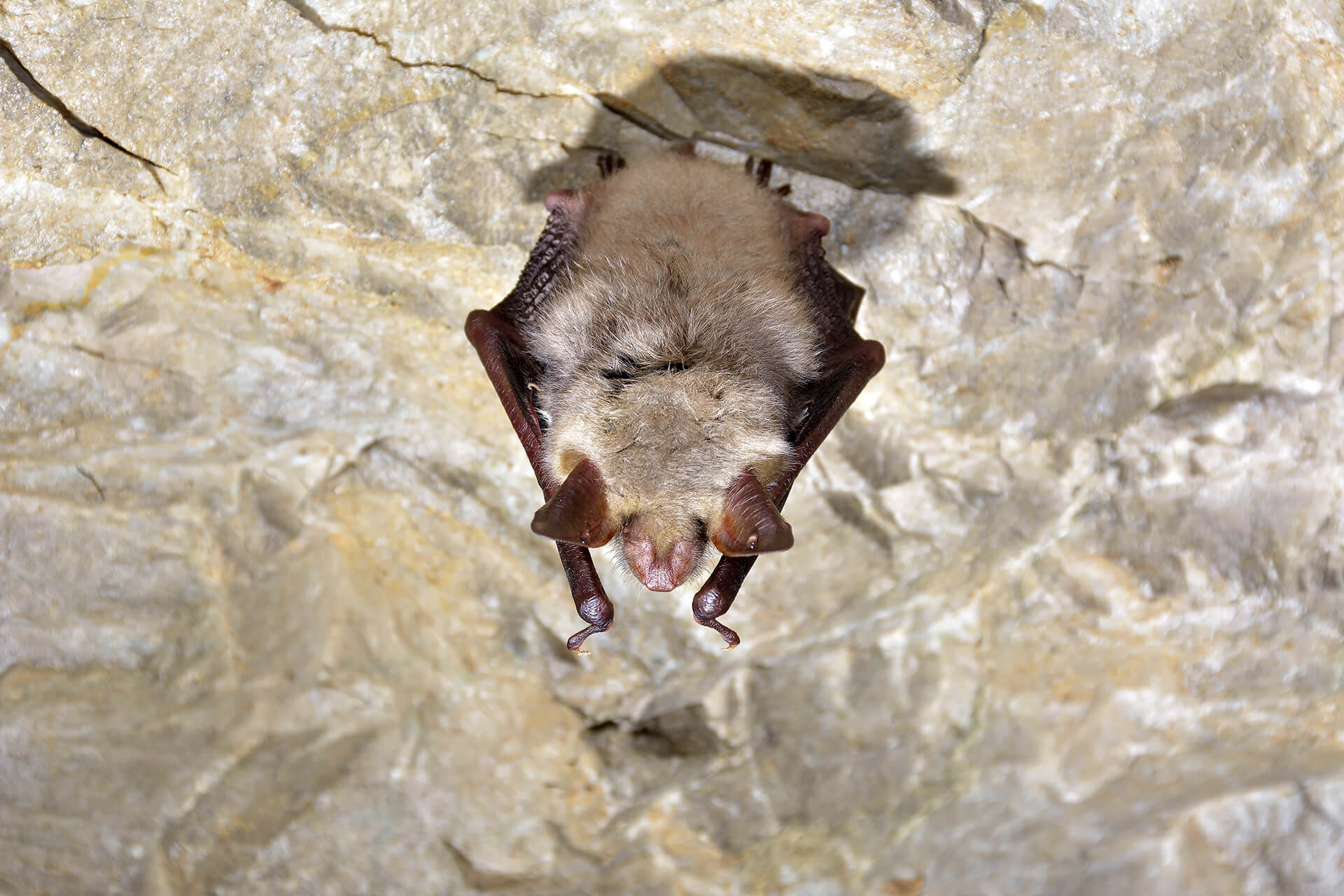 Νυχτερίδα Myotis  blythii