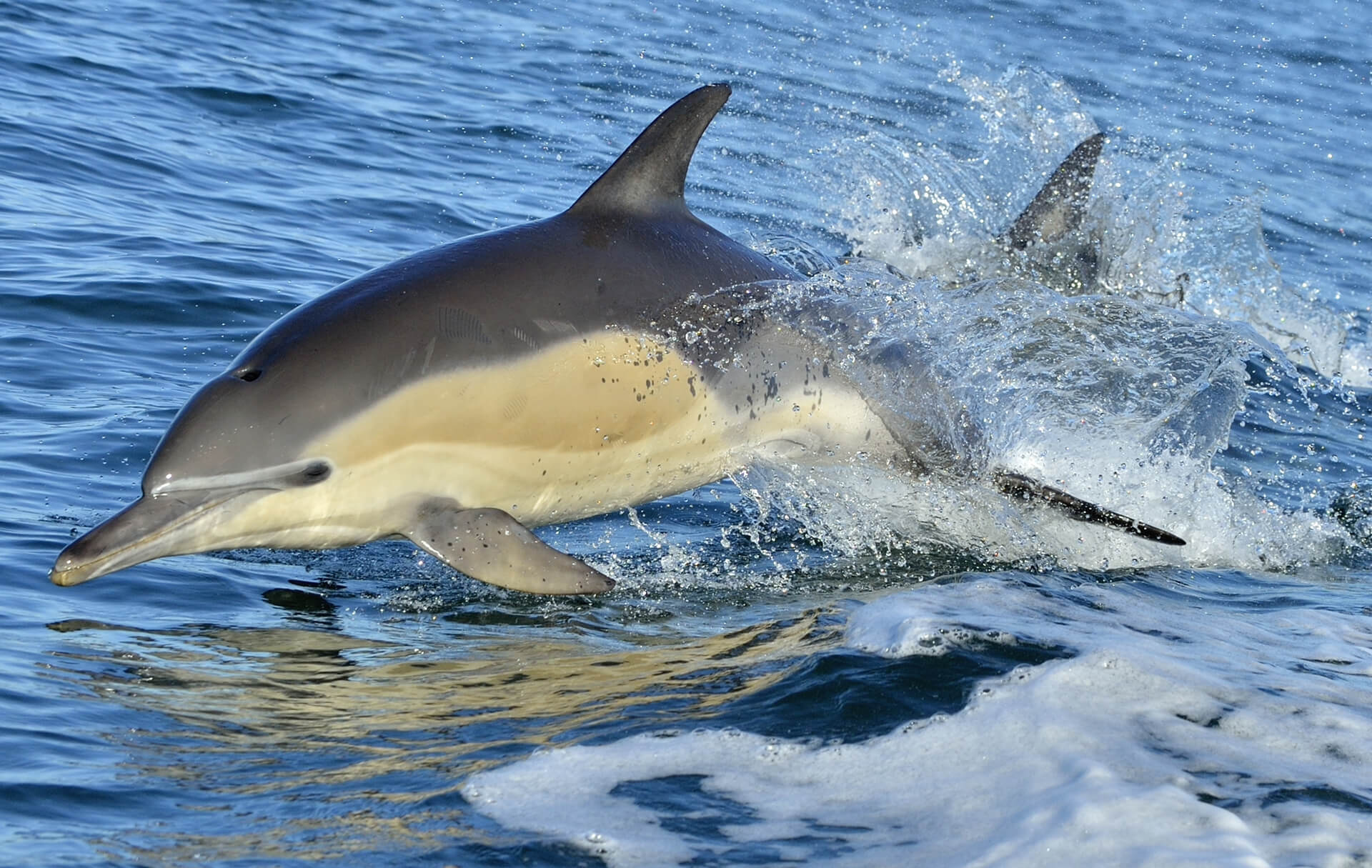 Δελφίνι Delphinus delphis
