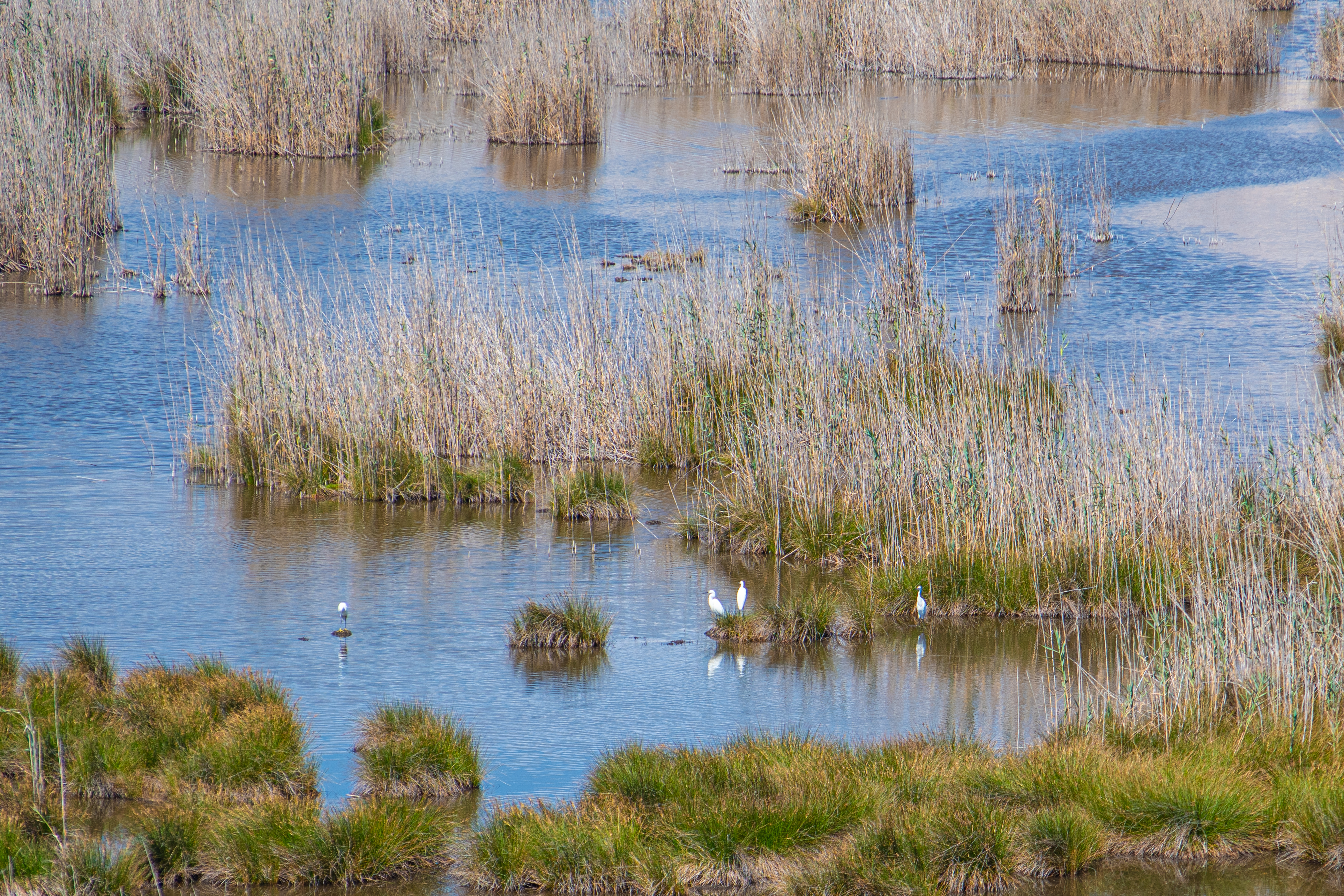 View of the Wetland Livadi. Great White Herons (Ardea alba) can be also observed