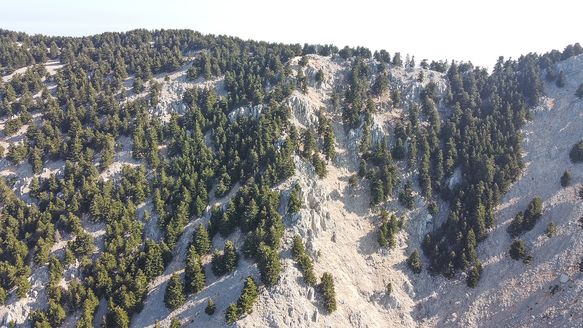 Figure 1View of Mountain Aenoswhich is covered by the endemic Kefalonian Fir tree