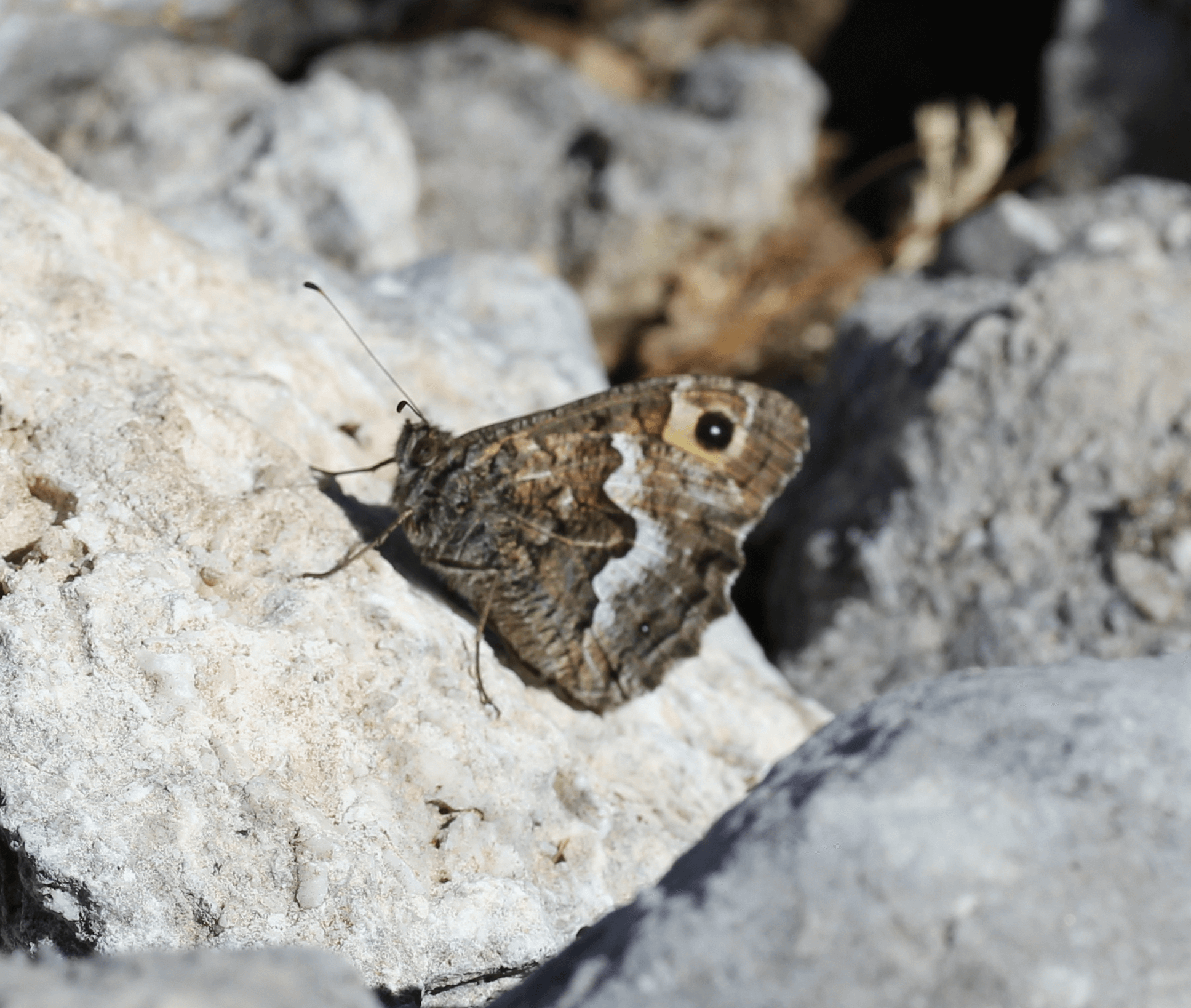 Η ενδημική πεταλούδα της Ευρώπης Hipparchia volgensis delattini 