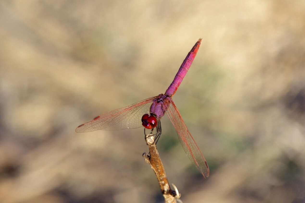 Το είδος Trithemis annulata 