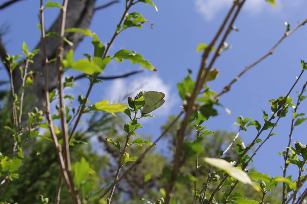 Αναπαραγωγή του είδους Pieris brassicae 