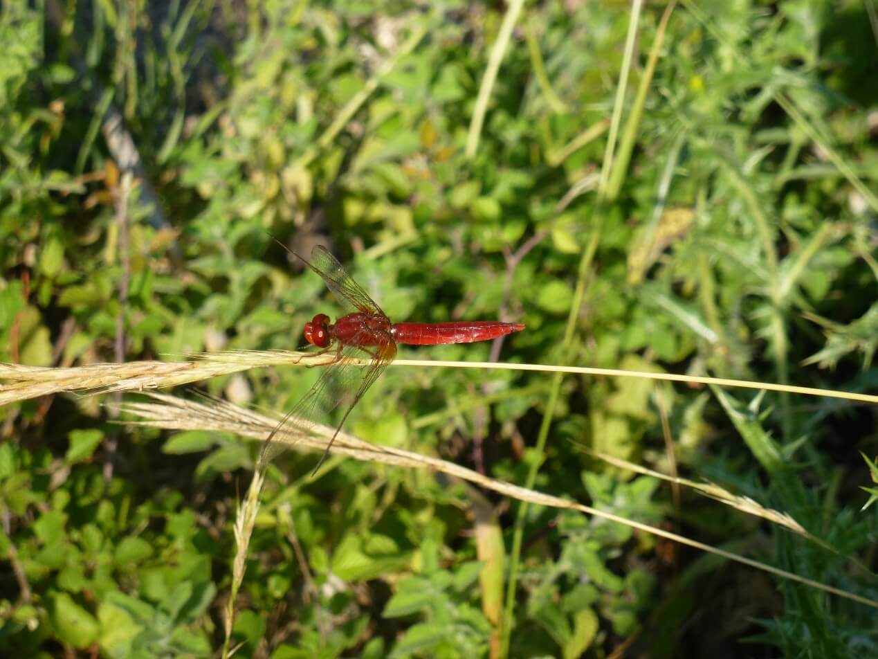 Το οδοντόγναθο Crocothemis erythraea 