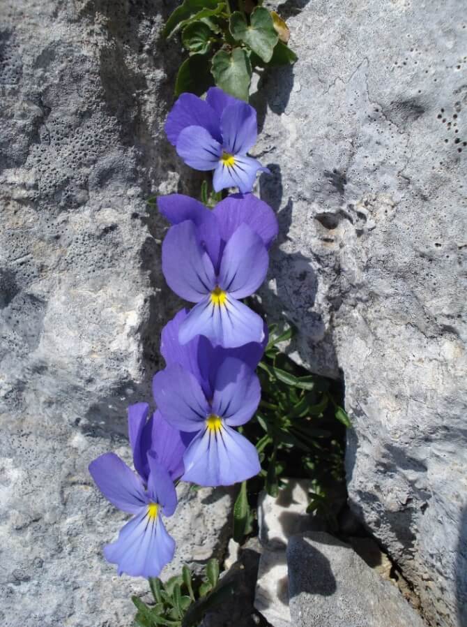 Viola cephalonica.