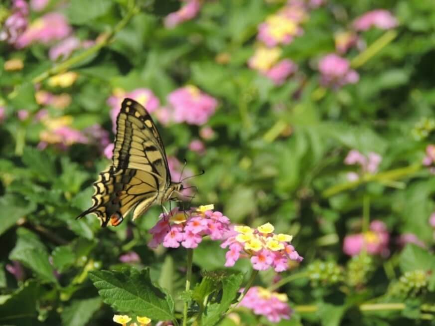 Η πεταλούδα του είδους Papilion machaon 