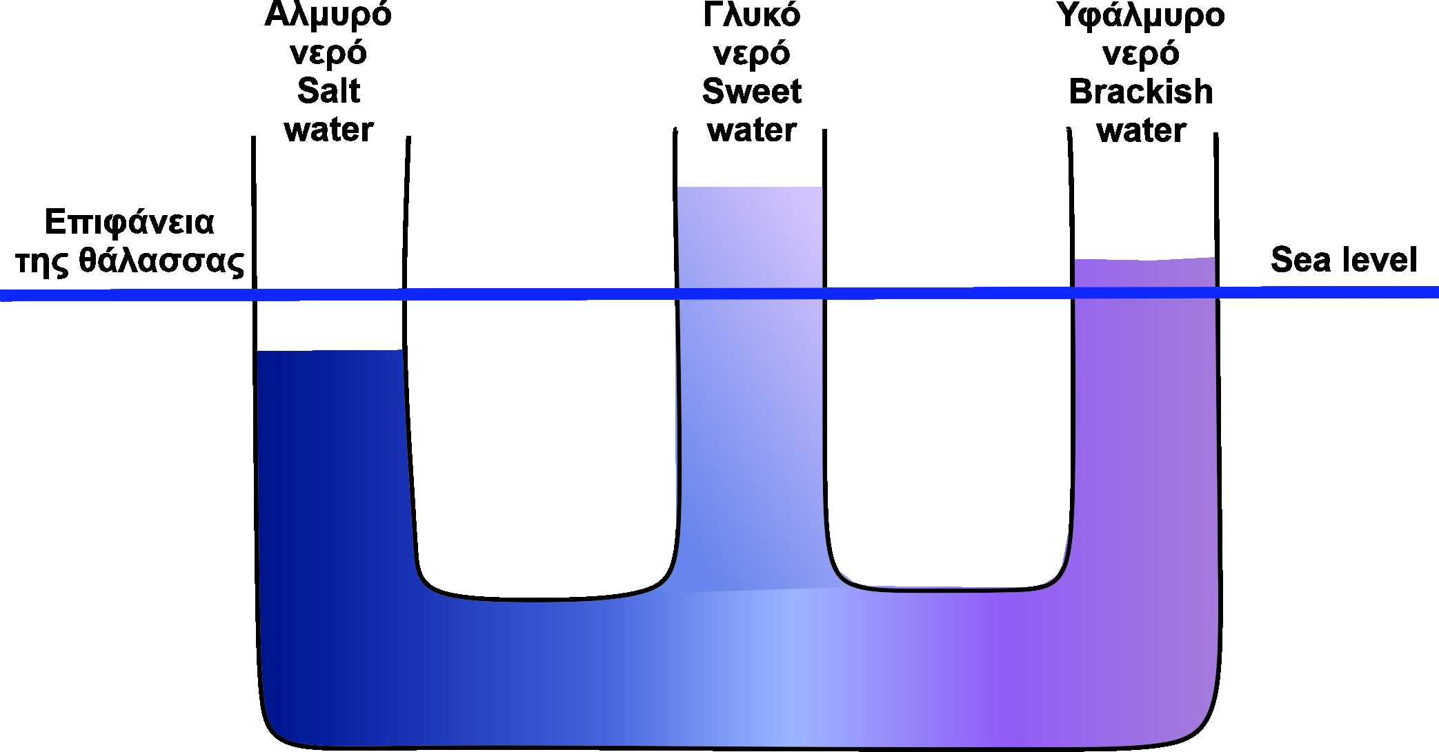 Schematic sketch of the Groundwater flow which can be simulated schematically as communicating vessels which contain water of two different densities