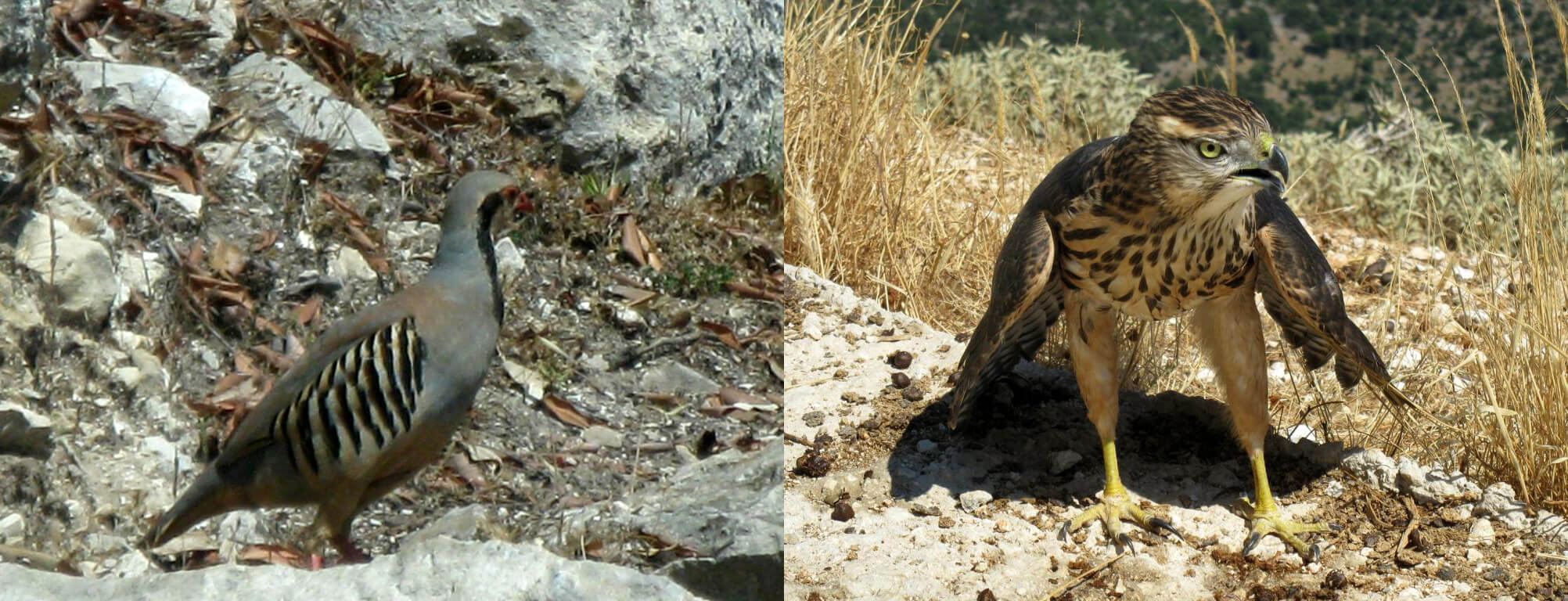 Ορνιθοπανίδα Εθνικού Δρυμού Αίνου